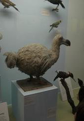 dodo